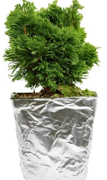 Cyprysik japoński 'Nana Gracilis' po 10 latach tworzy nieregularny półmetrowy stożek z wachlarzowato ułożonymi gałązkami. 04.10.2004