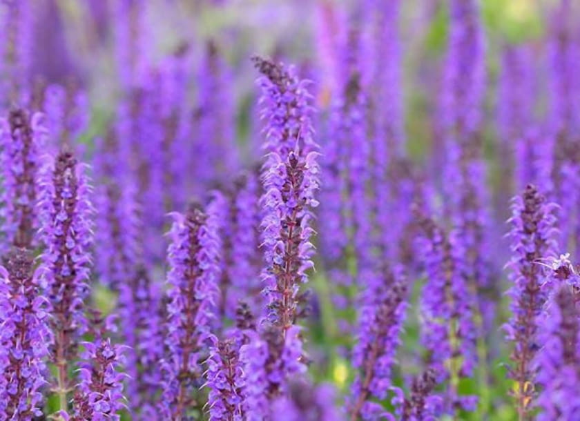 Szałwia omszona (Salvia nemorosa) osiąga około 70 cm wysokości. Kwitnie od czerwca do lipca. Toleruje lekki półcień