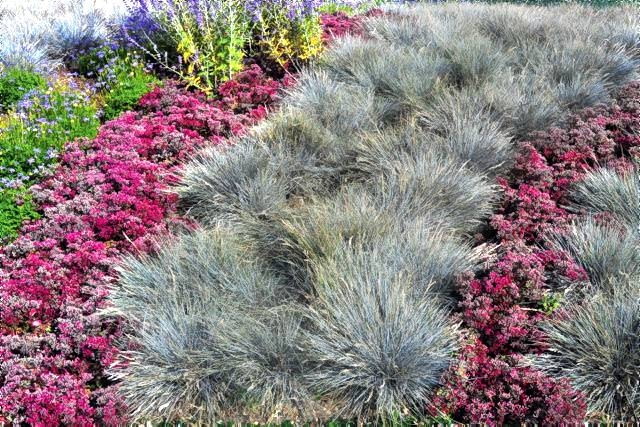 Trawy ozdobne. Prosta dwukolorowa kompozycja: siwe kępki kostrzewy sinej i kwitnący rozchodnik