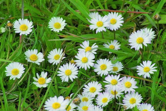 Stokrotka pospolita (Bellis perennis)