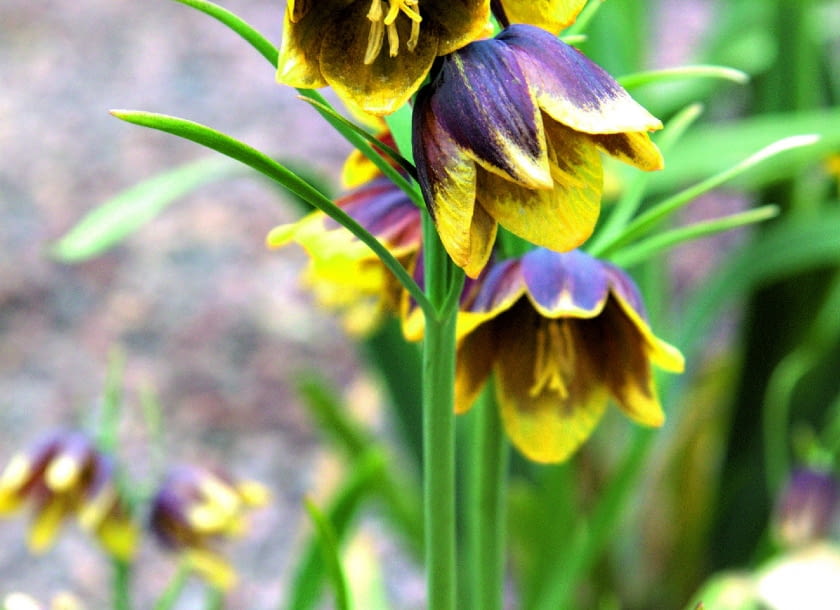 Szachownica Michajłowskiego(F. michailovskyi) dorasta do 20 cm.