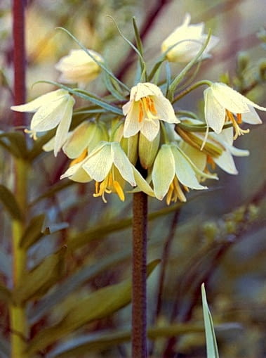 Szachownica Raddeana. Szachownica cesarska, korona cesarska. Kwiaty cebulowe