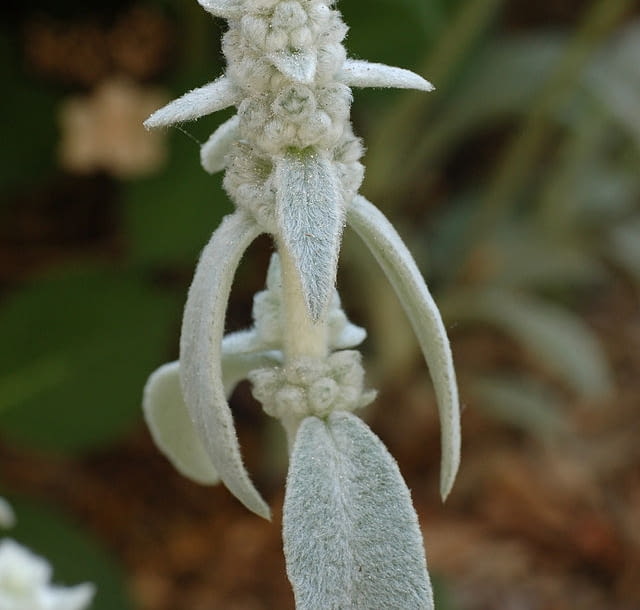 Encyklopedia roślin: Stachys byzantina