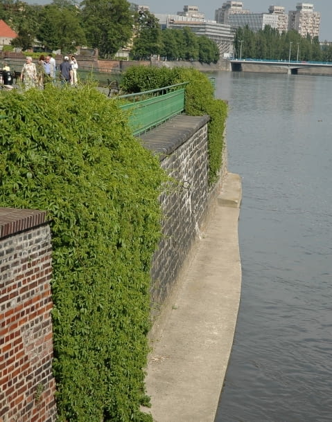 Winobluszcz pięciolistkowy odmiana murowa (Parthenocissus quinquefolia var. murorum)