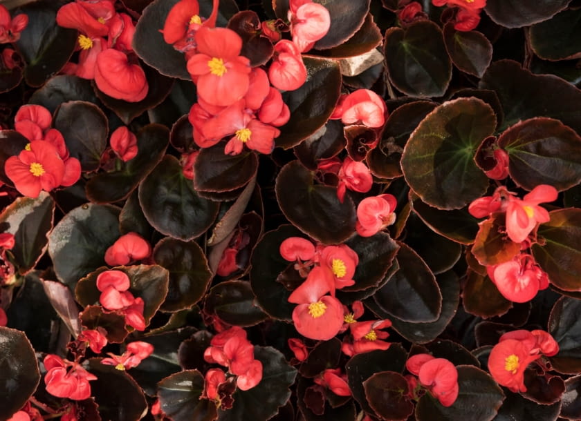 begonia dragon begonia dragon