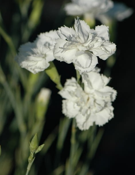 Encyklopedia roślin: Gozdzik ogrodowy  Dianthus caryophyllus   Grenadin