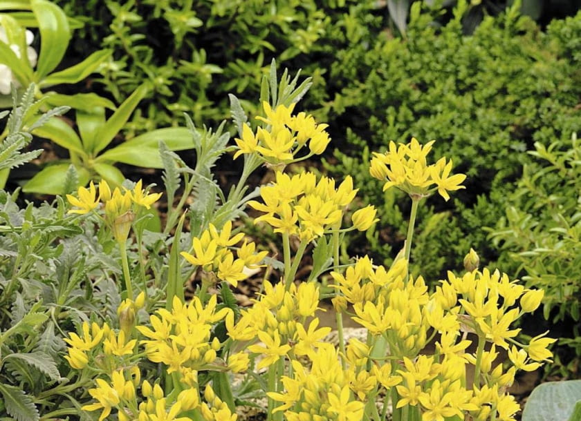 Czosnek złocisty (Allium moly0