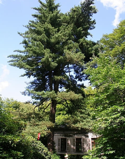 Encyklopedia roślin: Sosna wejmutka  Pinus strobus