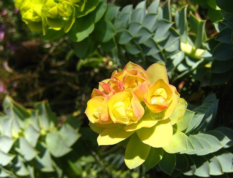 Encyklopedia roślin: Wilczomlecz mirtowaty