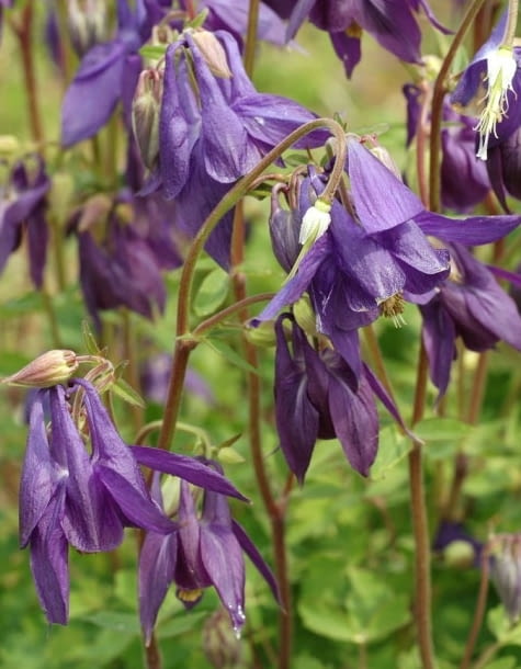 Encyklopedia roślin: Orlik pospolity  Aquilegia vulgaris   Woodside var