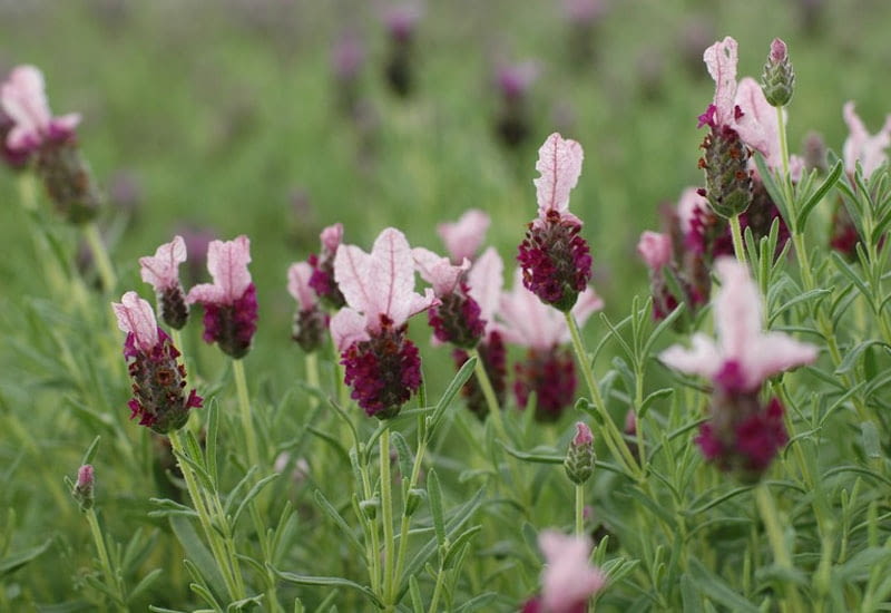 Lawenda francuska Bella Rouge Encyklopedia roślin: Lawenda francuska Bella Rouge