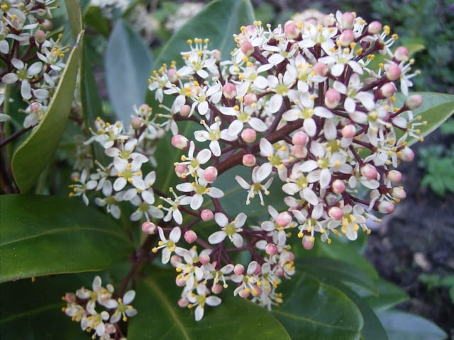 Encyklopedia roślin: Skimia japonska  Skimmia japonica