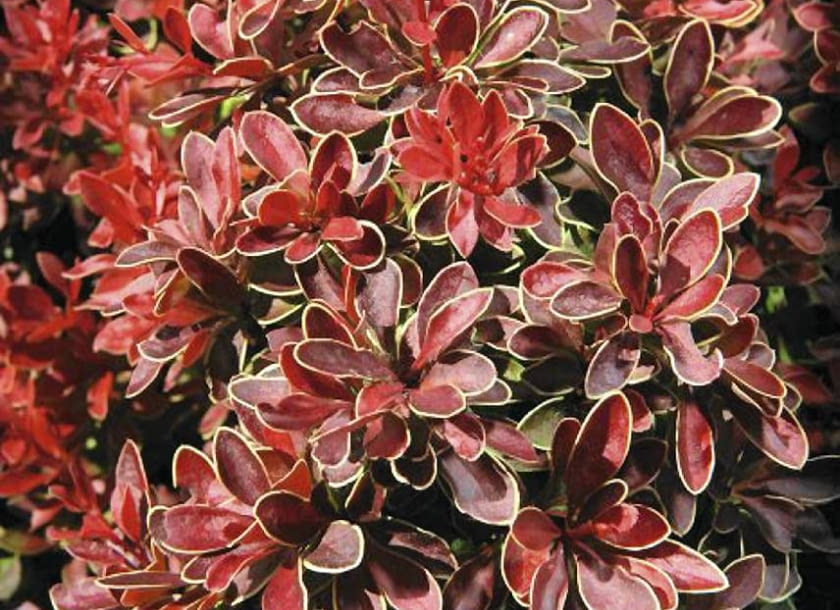 21.08.2009 KONSKOWOLA SZKOLKA OGRODNICZA JULIAN I GRZEGORZ KUROWSCY , KUROWSKI DLA MIESIECZNIKA OGRODY NZ. BERBERIS , BERBERYS FOT. WOJCIECH SURDZIEL / AGENCJA GAZETA SLOWA KLUCZOWE: OGRODNICTWO OGROD ROSLINY SZKOLKA HODOWLA