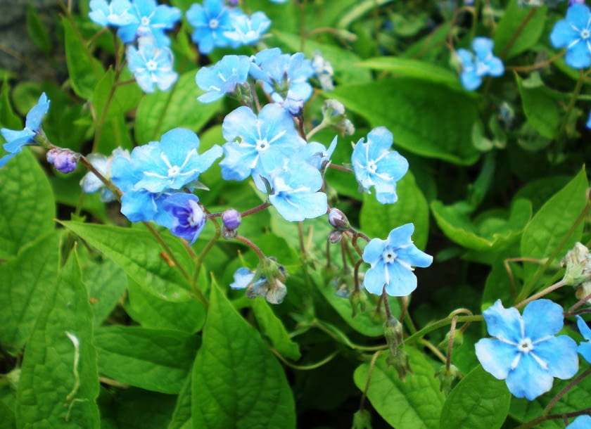 Encyklopedia roślin: Omphalodes verna