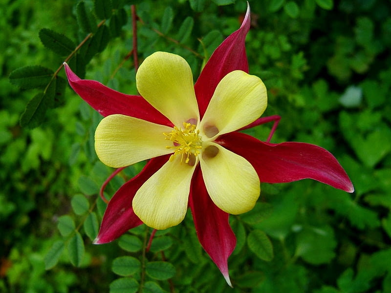 Encyklopedia roślin: Orlik ogrodowy  Aquilegia hybrida