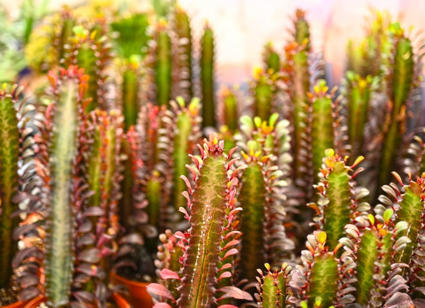 Wilczomlecz trójżebrowy Wilczomlecz trójżebrowy