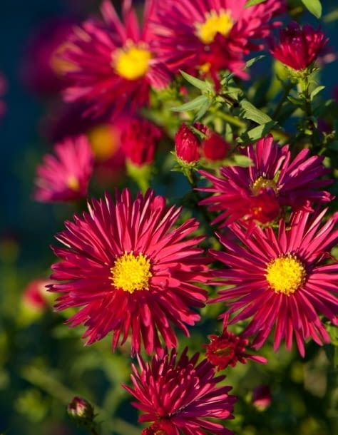 Encyklopedia roślin: Aster nowobelgijski  Crimson Brocade