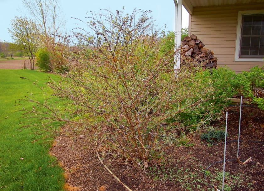Buddleia davidii Nanho Purple