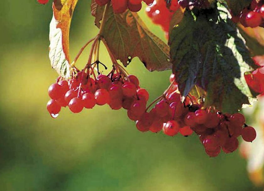 Krzewy z ozdobnymi owocami piękne jesienią i zimą. Kalina koralowa (Viburnum opulus). 09.10.2008 KALINA KORALOWA - KRZEW , JESIEN , OWOCE FOT. LILIANNA SOKOLOWSKA PUBLIKACJA OGRODY NR 11 (127) - 11 2009 SLOWA KLUCZOWE: ROSLINA OWOC JESIEN ZDJĘCIE DO WKŁADKI: PUBLIKACJA OGRODY NR 11 (127) - CZASOPISMA