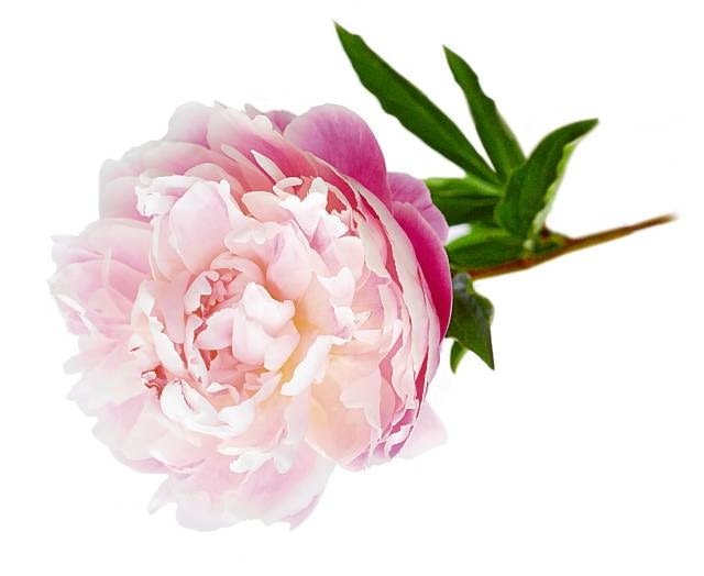 12.06.2008 WARSZAWA SESJA BUKIETY 06-06-2008 PEONIE NA ZDJECIU BUKIETY WIAZANKI KOMPOZYCJE ROSLINNE , KWATY PEONIE STYLIZACJA EWA SZKUTNIK DLA CZASOPISMA BUKIETY FOT. ARKADIUSZ SCICHOCKI / AGENCJA GAZETA