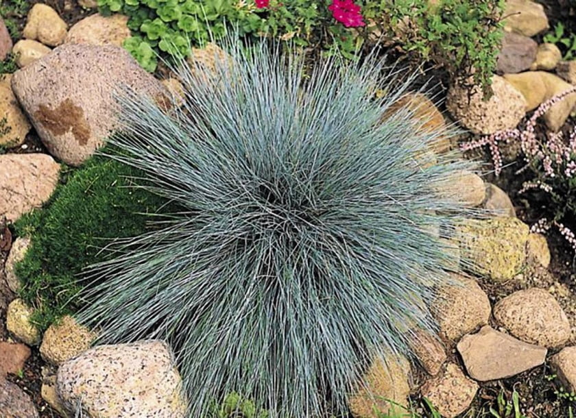 Kostrzewa popielata (Festuca glaca) KOSTRZEWA POPIELATA FESTUCA GLAUCA TRAWA OZDOBNA LISC NIEBIESKI BYLINA SKALNIAK KAMIEN FOT. ADAM MLYNIK PUBLIKACJA OGRODY NUMER SPECJALNY - KATALOG PROJEKTOW - 4.2004 PUBLIKACJA KWIETNIK NR 11 (131) - 11.2005 SLOWA KLUCZOWE: ROSLINY ZDJĘCIE DO WKŁADKI: PUBLIKACJA OGRODY NUMER SPECJALNY - KATALOG PROJEKTOW - CZASOPISMA PUBLIKACJA KWIETNIK NR 11 (131) - CZASOPISMA