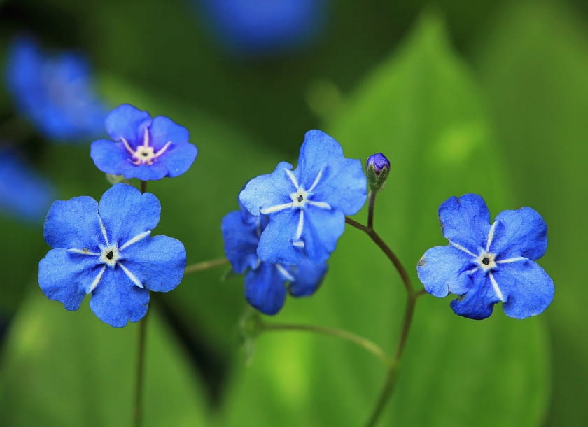 Encyklopedia roślin: Omphalodes verna