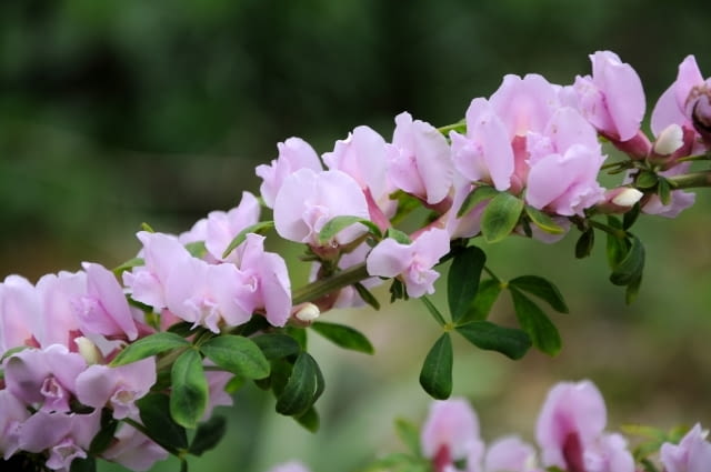 Encyklopedia roślin: Szczodrzeniec purpurowy  Ma fioletowe lub rozowe k