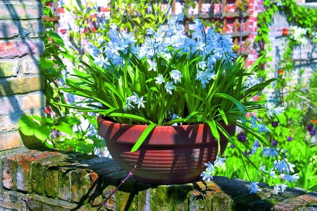 Cebulica syberyjska (Scilla sibirica) zakwita wczesną wiosną