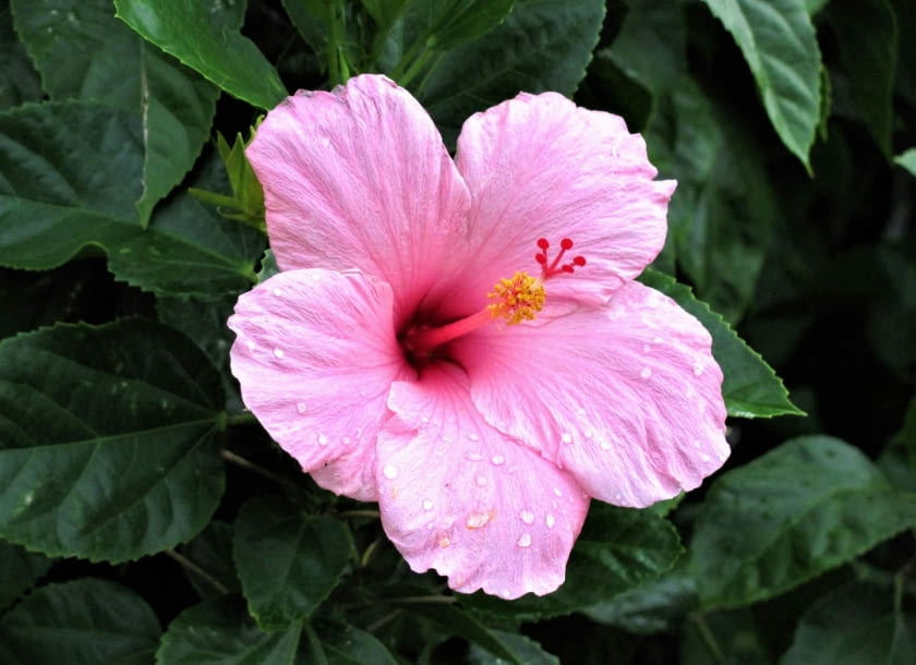 ketmia syryjska ketmia syryjska