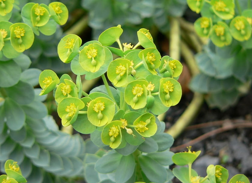 Encyklopedia roślin: Wilczomlecz mirtowaty