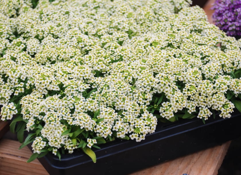 smagliczka nadmorska