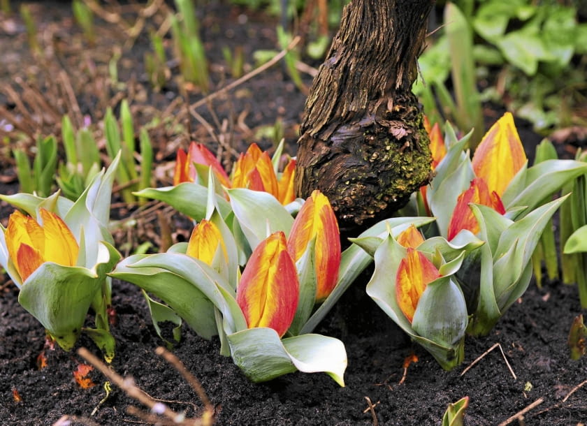 SLOWA KLUCZOWE: Bulbs in pots Spring flowering bulbs