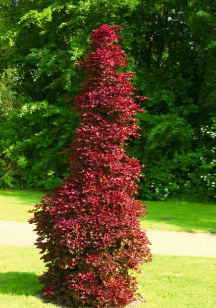 Klon zwyczajny (Acer platanoides) 'Crimson Sentry' Acer platanoides 'Crimson Centry'