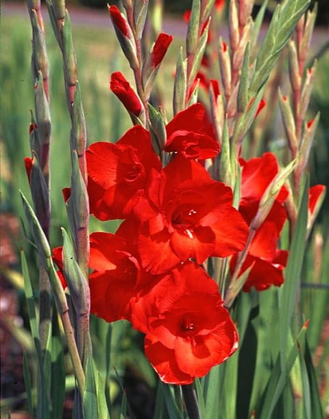 Mieczyki (Gladiolus) to prawdziwe letnie kwiaty dość wytrzymałe na przesuszenie podłoża