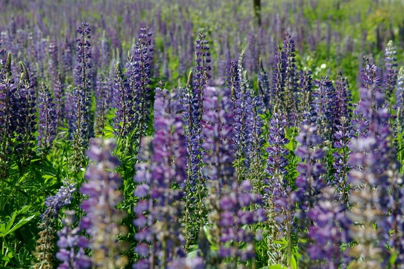 Encyklopedia roślin: Lubin trwaly