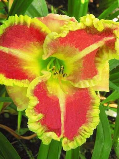Encyklopedia roślin: Liliowiec  Hemerocallis  Featuring the Gold