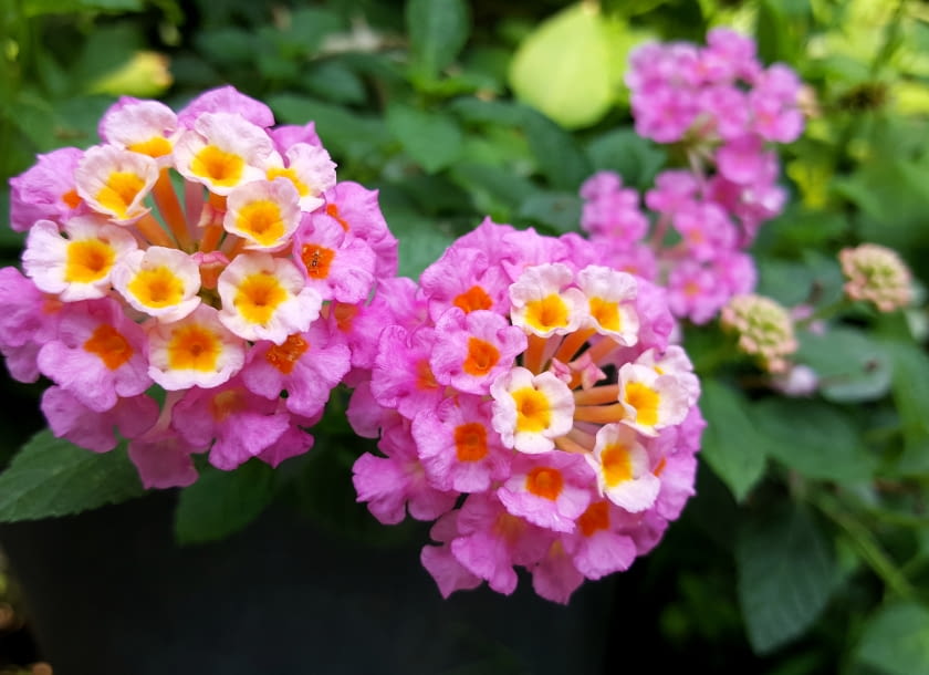 Lantana Lantana