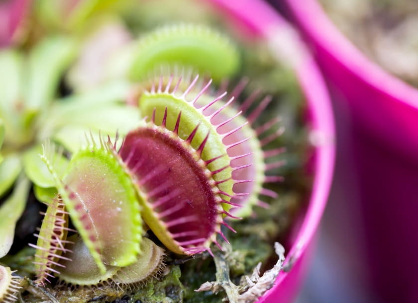 Muchołówka amerykańska