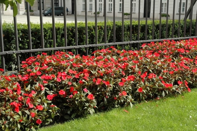 Niecierpek Sunpatiens