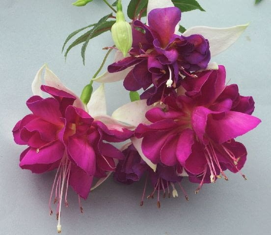 'Deep Purple' z serii California Dreamers® DCF 1.0
