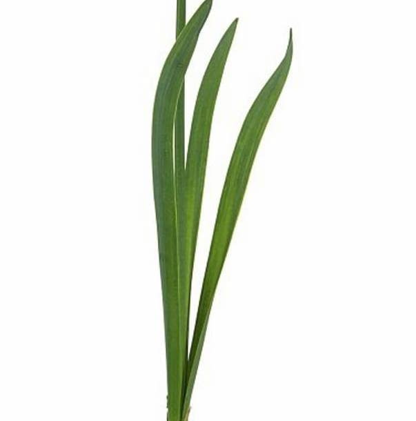 Narcyz. Kwiaty cebulowe