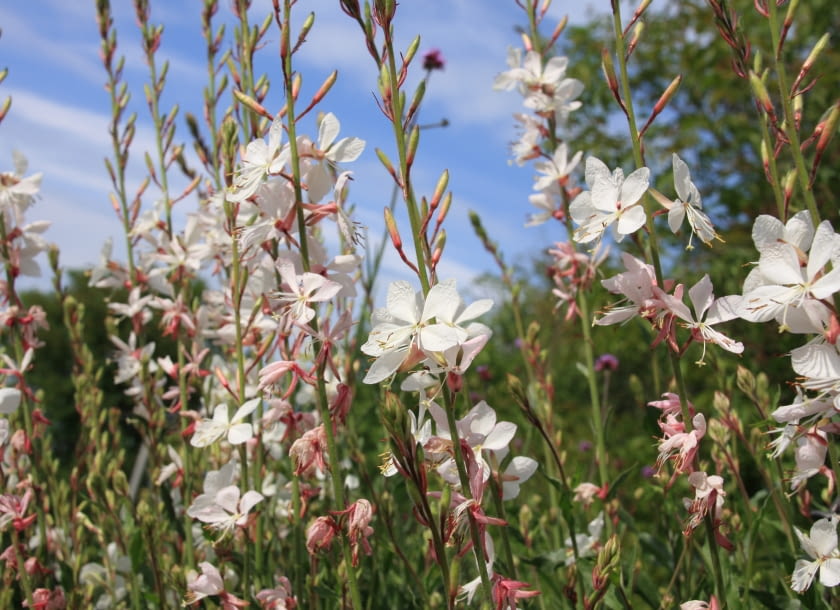 Gaura - Oenothera lindheimeri