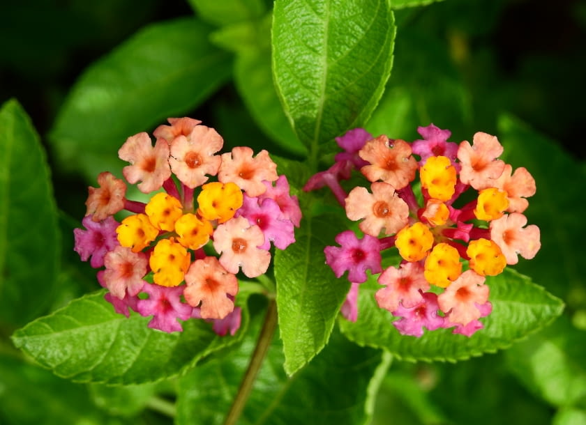 Lantana Lantana