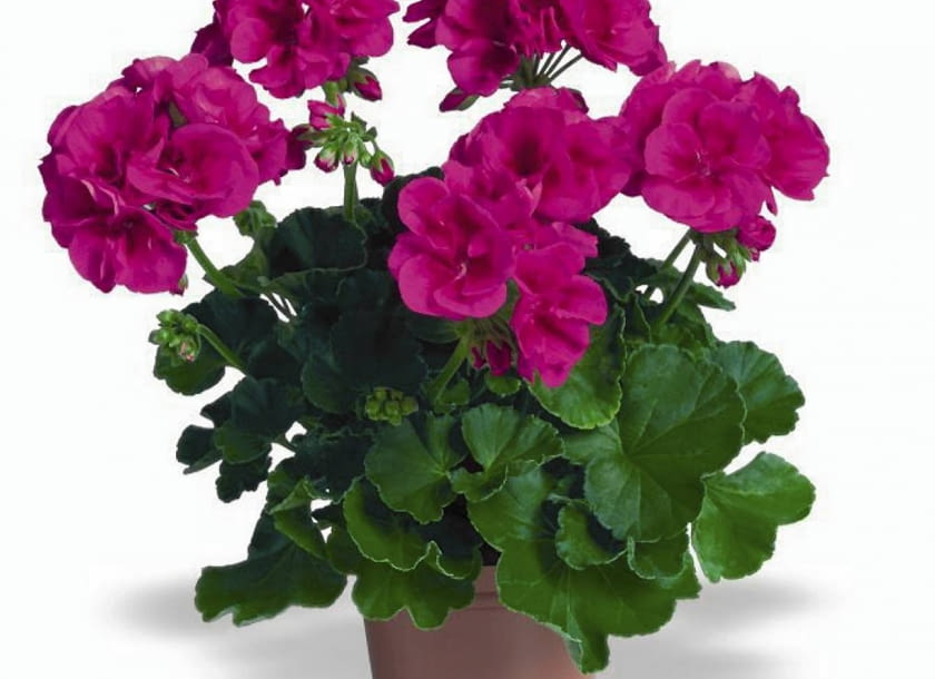 Pelargonia rabatowa 'Flower Fairy Violet'