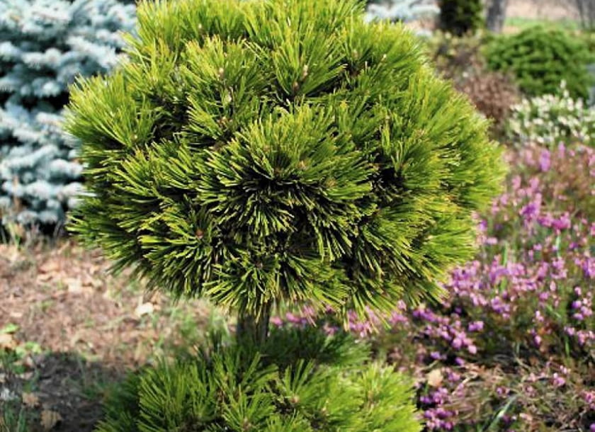 Iglaki na balkon. SOSNA BOŚNIACKA (PINUS LEUCODERMIS) 'SCHMIDTII'. Kulista odmiana osiągająca po 10 latach 30 cm średnicy. Jej krótkie, gęsto ułożone pędy są pokryte jasnozielonymi igłami. Lubi stanowiska słoneczne i niezbyt wilgotne podłoże