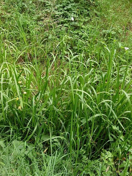 Encyklopedia roślin: Manna mielec  Glyceria maxima