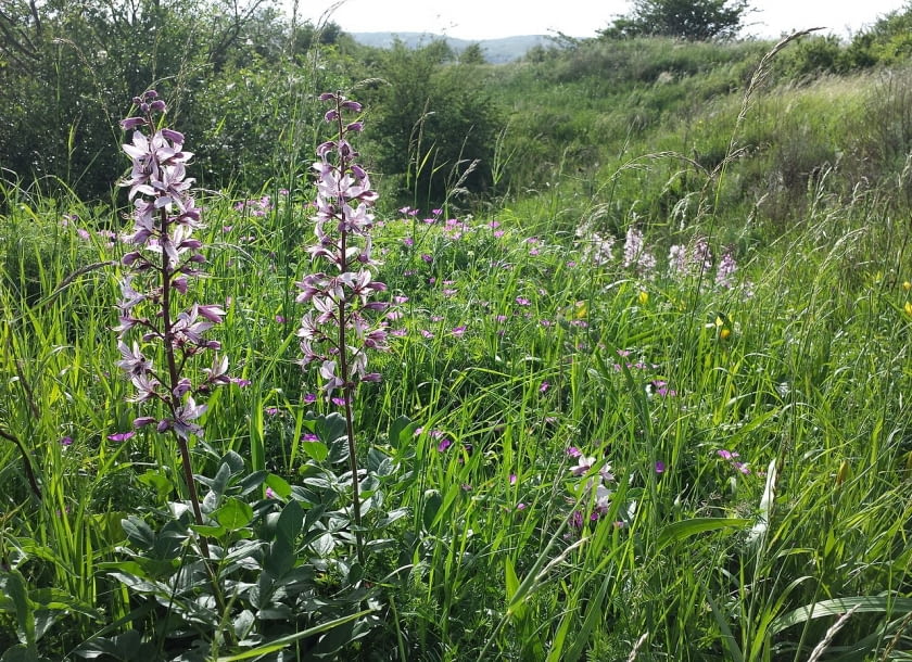 Encyklopedia roślin: Dictamnus albus