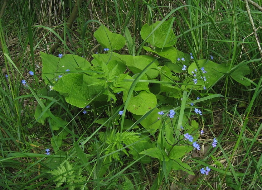 Encyklopedia roślin: Brunnera macrophhylla