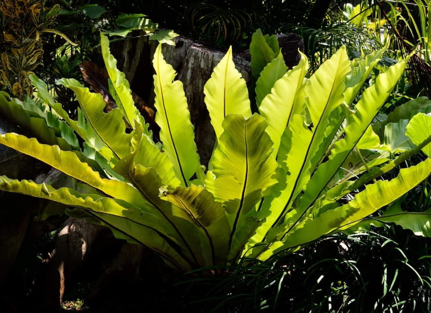 zanokcica gniazdowa zanokcica gniazdowa