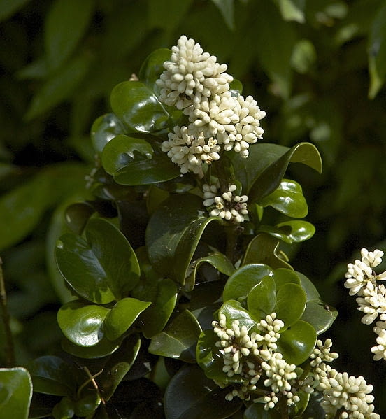 Ligustr japonski Ligustrum japonicum Rotundifol Encyklopedia roślin: Ligustr japonski Ligustrum japonicum Rotundifol